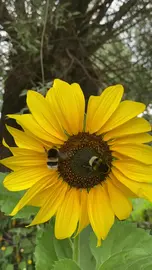 Bumblebees on a Sunflower