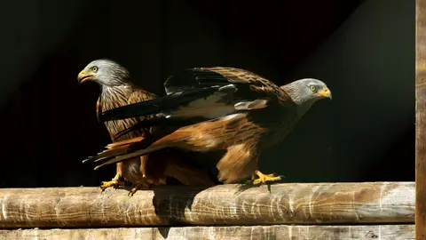 Falcons