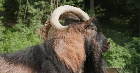 Majestic Billy Goat