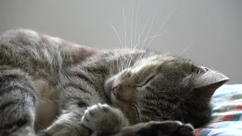 Cat meowing in her sleep