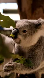 Koala munching leaves