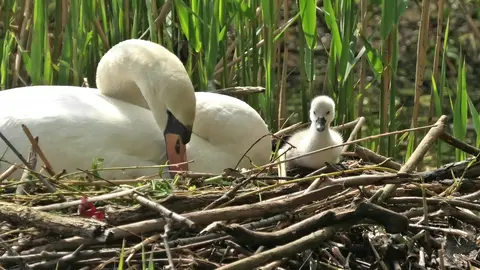 Swan with her Baby