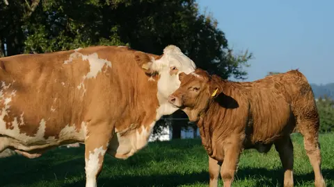 Beef Baby Bath Time