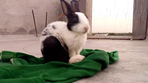 Bunny on a green blanket