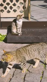 Cats outside