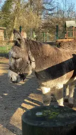 An Adorable Donkey in a Pen