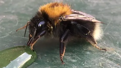 Bumblebee Drinking