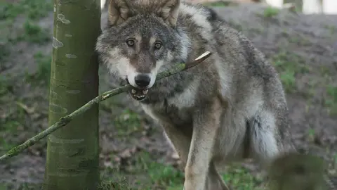 Beautiful Young Grey Wolf