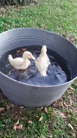 Swimming ducklings