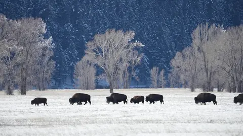 Bison, Grand Teton, Wyoming