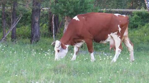 Farm animals