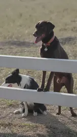 Dogs on a fence