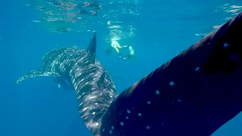 Swimming with a whale shark