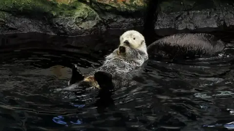 Otter
