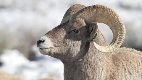 Bighorn Sheep Wyoming