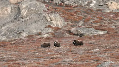 Musk Ox