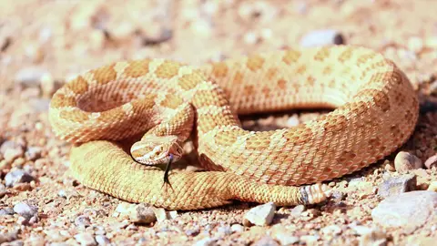 Snake