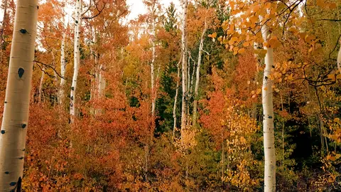 Autumn Birch Trees