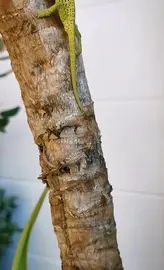 Gecko