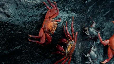 Red Crabs