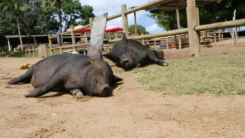 Jigsaw puzzle category Pigs