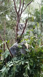 Koala bears