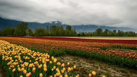 Field of Tulips
