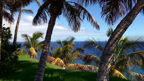 Tropical Palm Trees