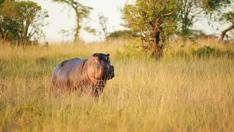 Hippo in the Grass