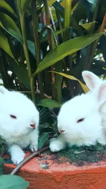 Three Bunnies