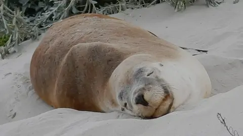 Cute seal on a beach