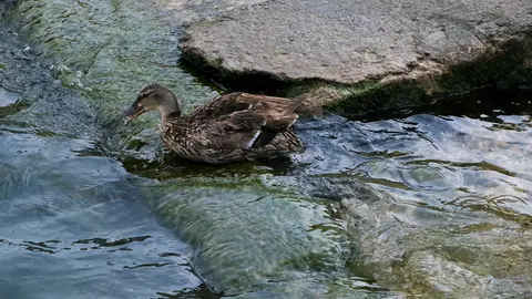 Duck Preening