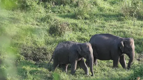 Elephant family