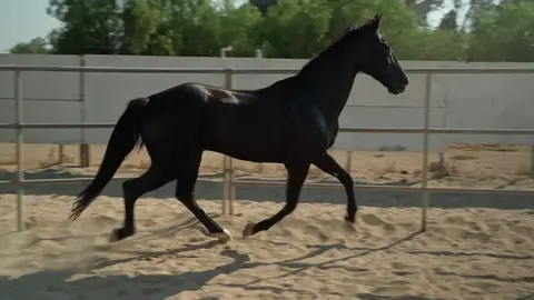 Horse Galloping