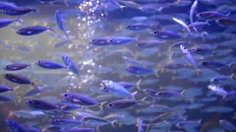 Video jigsaw puzzle titled Fishies