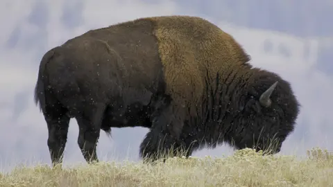 Bison in the snow