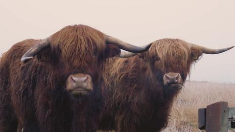 Highland Cattle