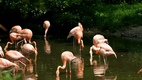Pink Flamingos