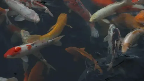 Video jigsaw puzzle titled Koi Fish