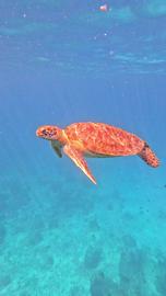 Video jigsaw puzzle titled Sea Turtle