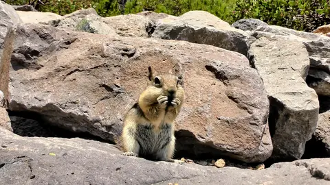 Cutest chipmunk enjoys a snack