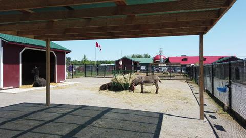 Barnyard animals