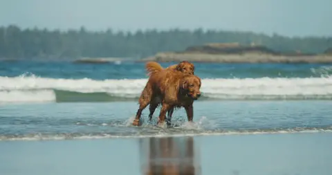 Golden Retrievers Beach Fun