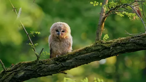 Tawny Owl on a Branch