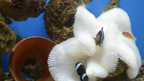 Aquarium