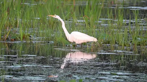 Egret in a swamp