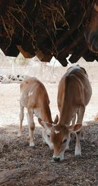 Video jigsaw puzzle titled Horse and Calves on the Farm