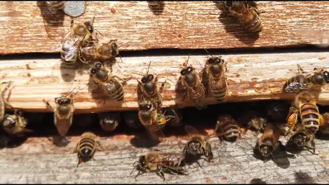 Honey Bees at the hive