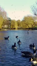 Ducks on a pond