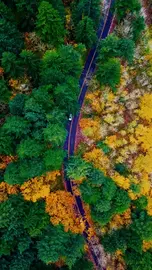 A road through the woods